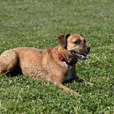 Tips for Managing Diabetes in Cats and Dogs