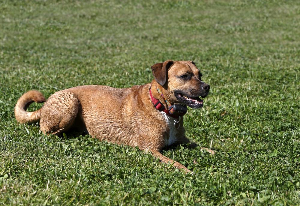 Tips for Managing Diabetes in Cats and Dogs