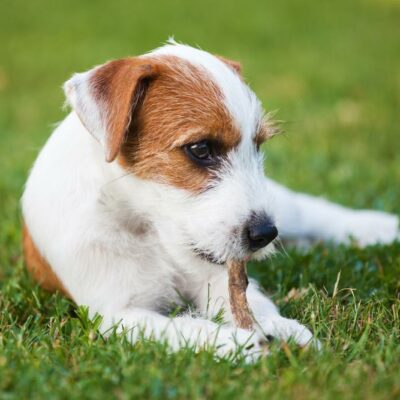 Most Effective Flea and Tick Protection for Dogs