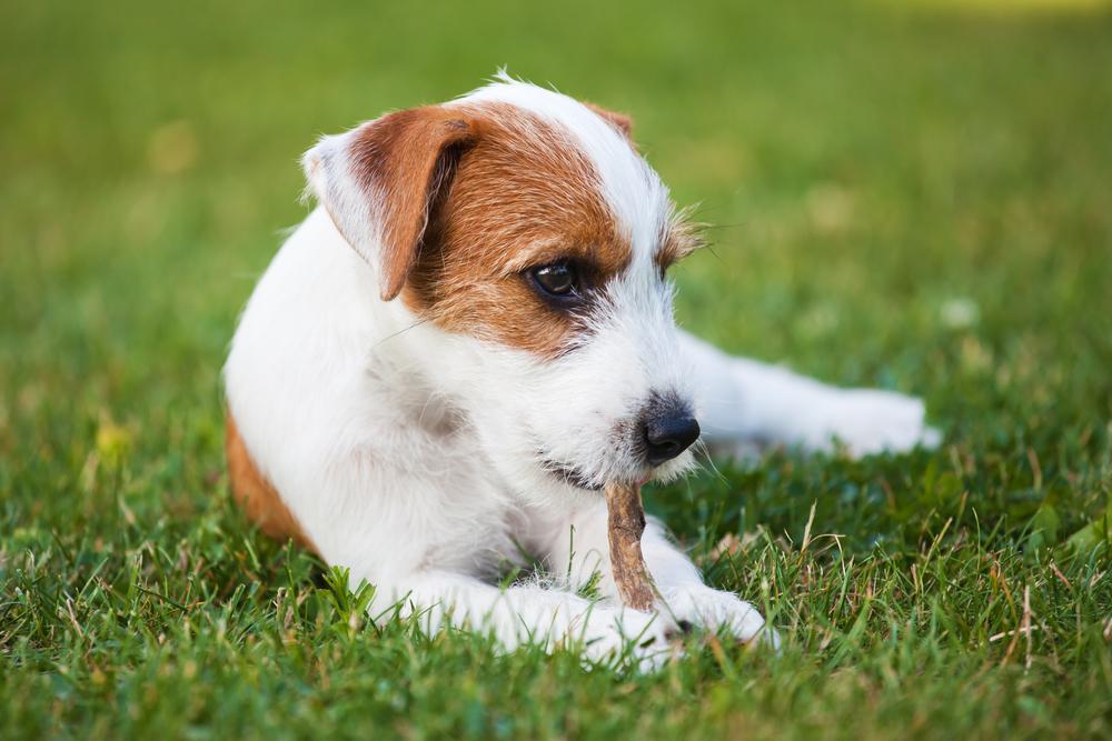 Most Effective Flea and Tick Protection for Dogs