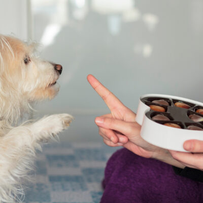 Human Food That is Toxic to Pets