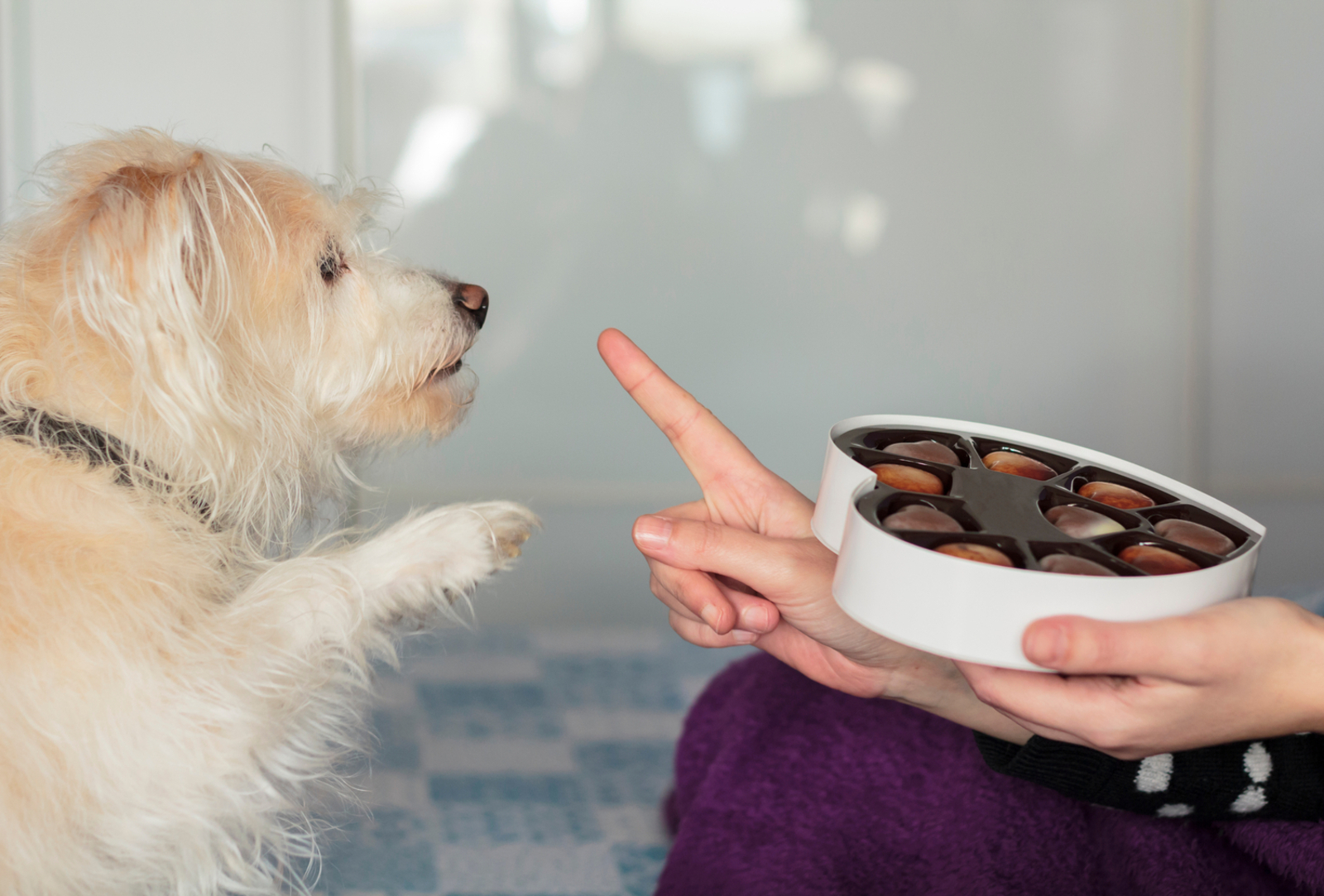 Human Food That is Toxic to Pets